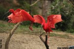 Scarlet Ibis by Liz Gray
